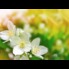 Náplň vůně do prostorového osvěžovače vzduchu, 50 ml, White Jasmine